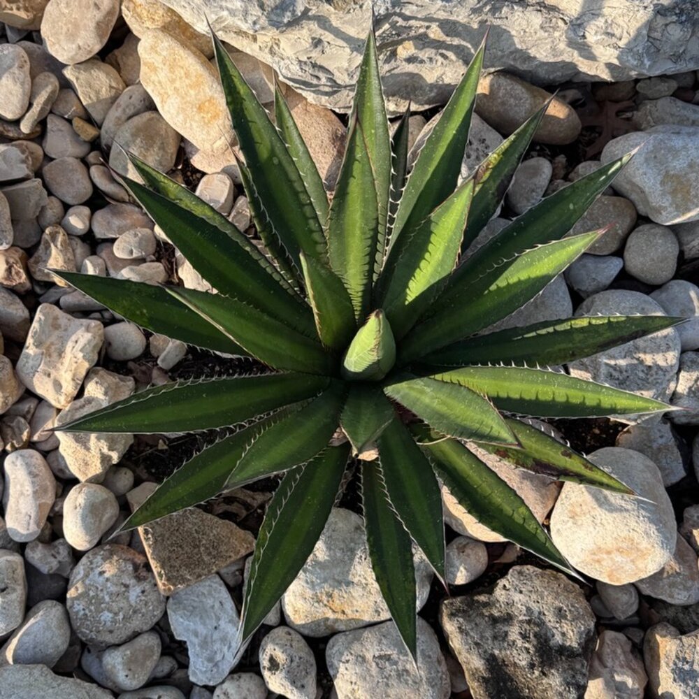 Agave Lopantha - Picture 4 of 6